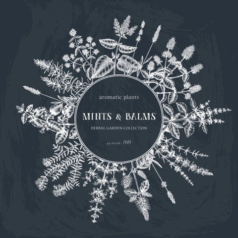 Mint  plants on chalkboard. Summer herbs wreath design. Hand sketched aromatic and medicinal herbs background. Herbal tea ingredients. Mints in vintage style. 
